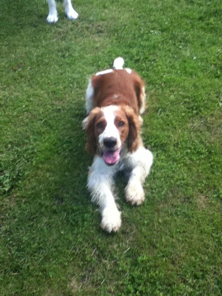 Welsh springer spaniel Thilde billede 18