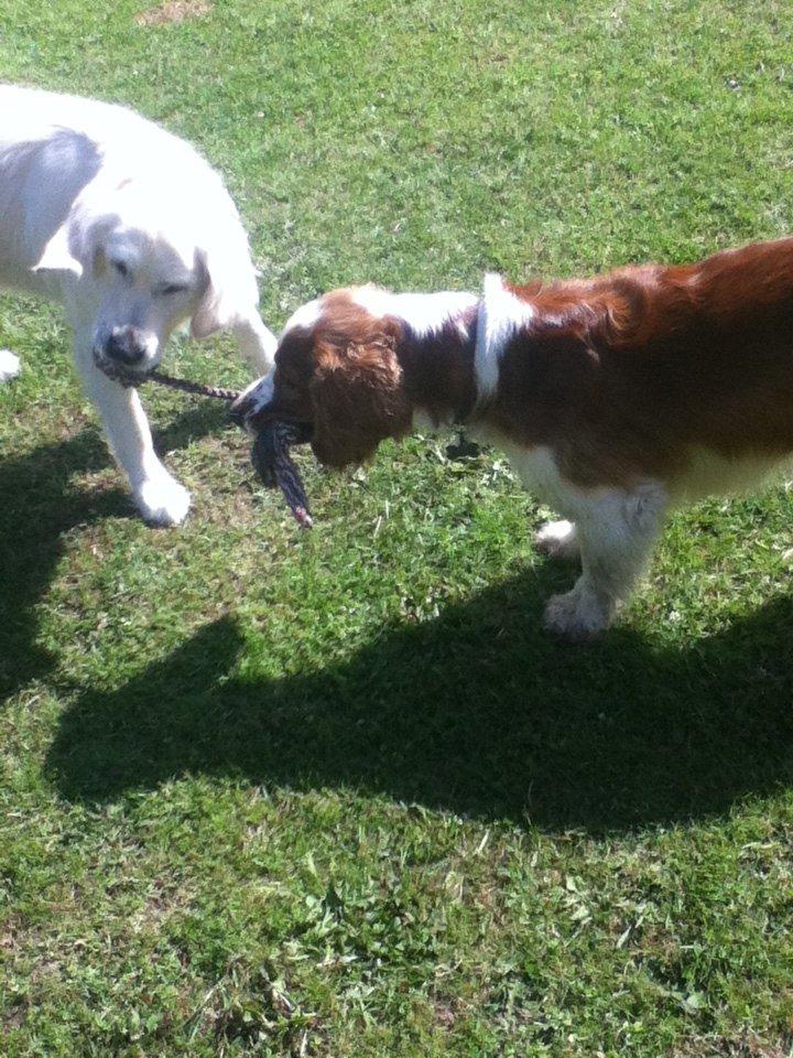 Welsh springer spaniel Thilde billede 19