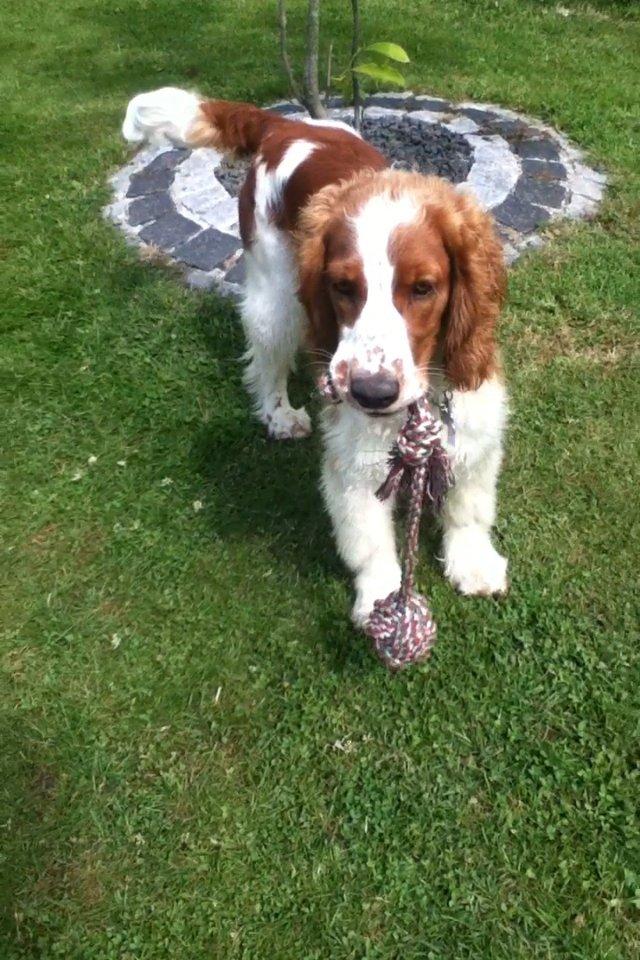 Welsh springer spaniel Thilde billede 20