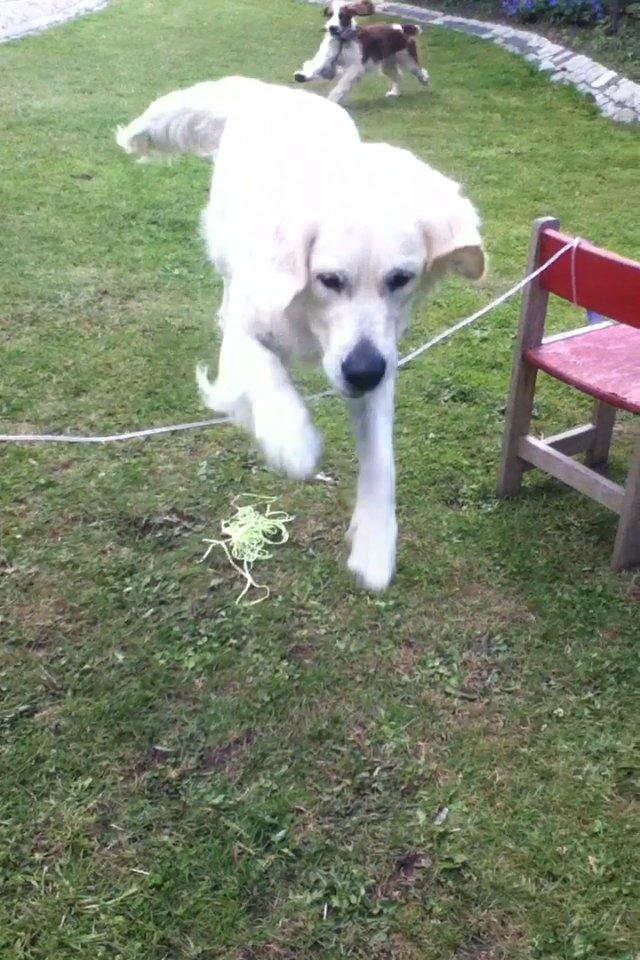 Golden retriever Karla billede 17