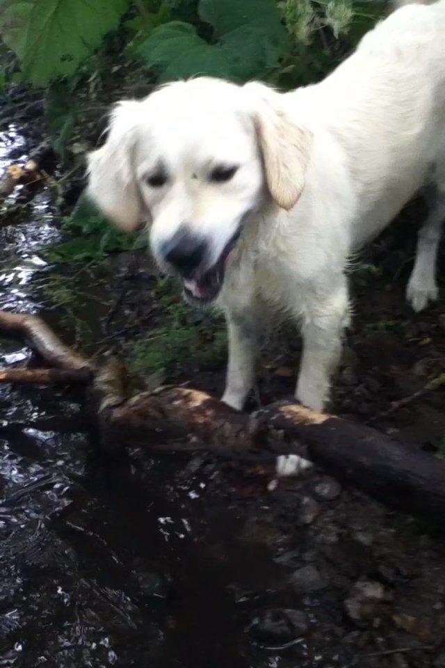 Golden retriever Karla billede 18