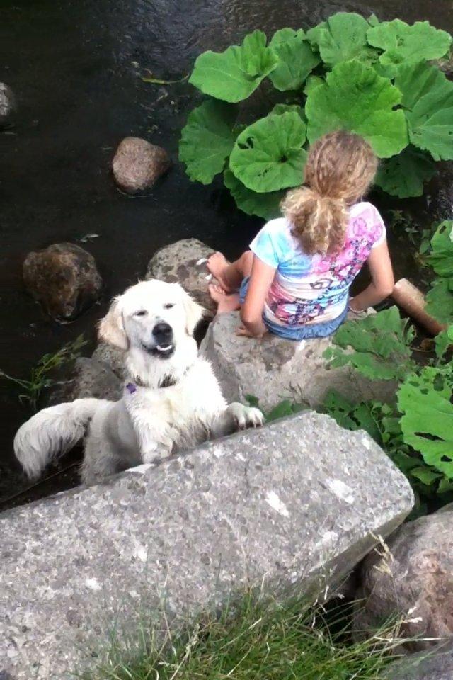 Golden retriever Karla billede 19