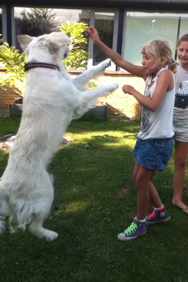 Golden retriever Karla billede 20