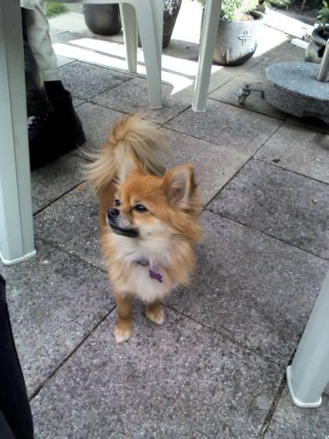 Blanding af racer cille billede 9