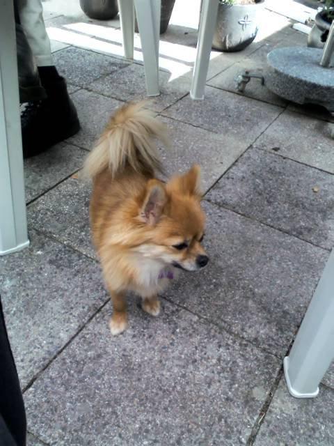 Blanding af racer cille - kan vi ikke snart gå dentur  billede 6