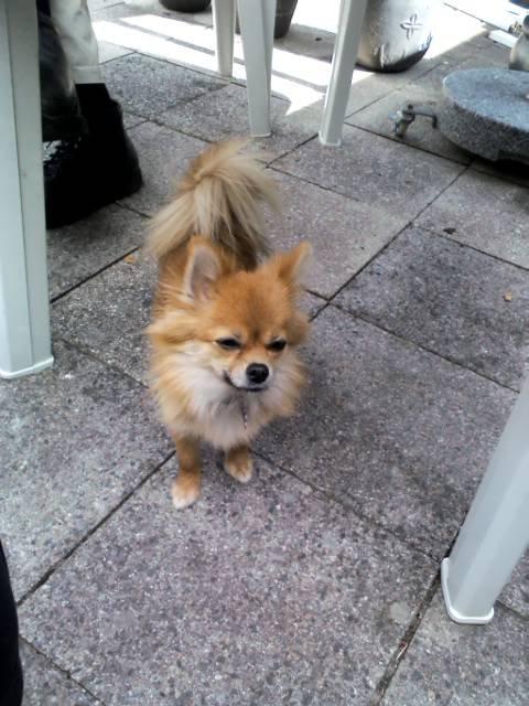 Blanding af racer cille - jeg venter på min gå tur  billede 5