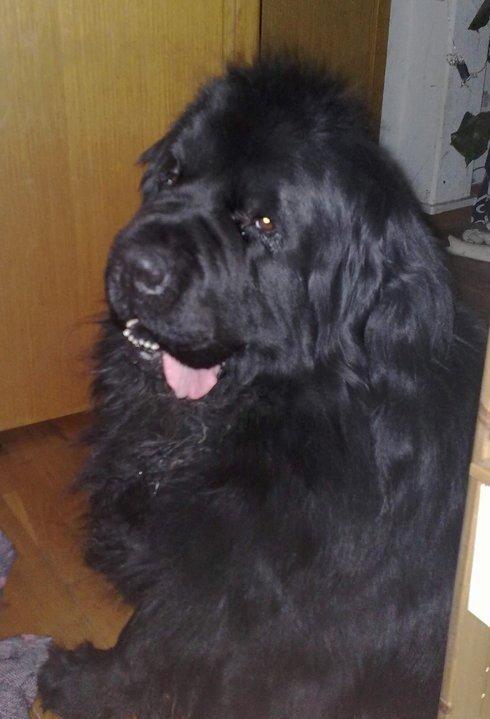 Newfoundlænder romeo billede 2