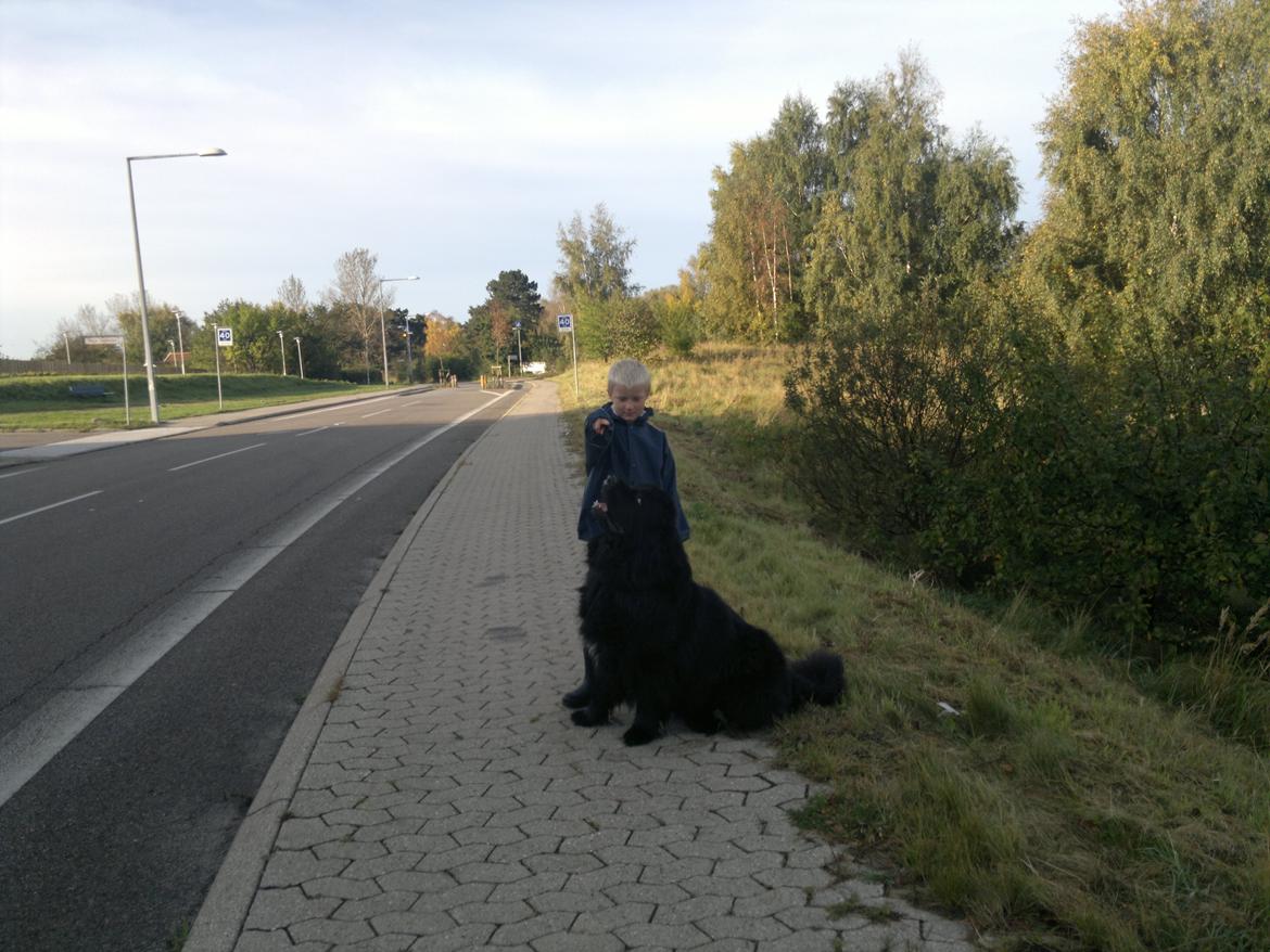 Newfoundlænder romeo billede 3