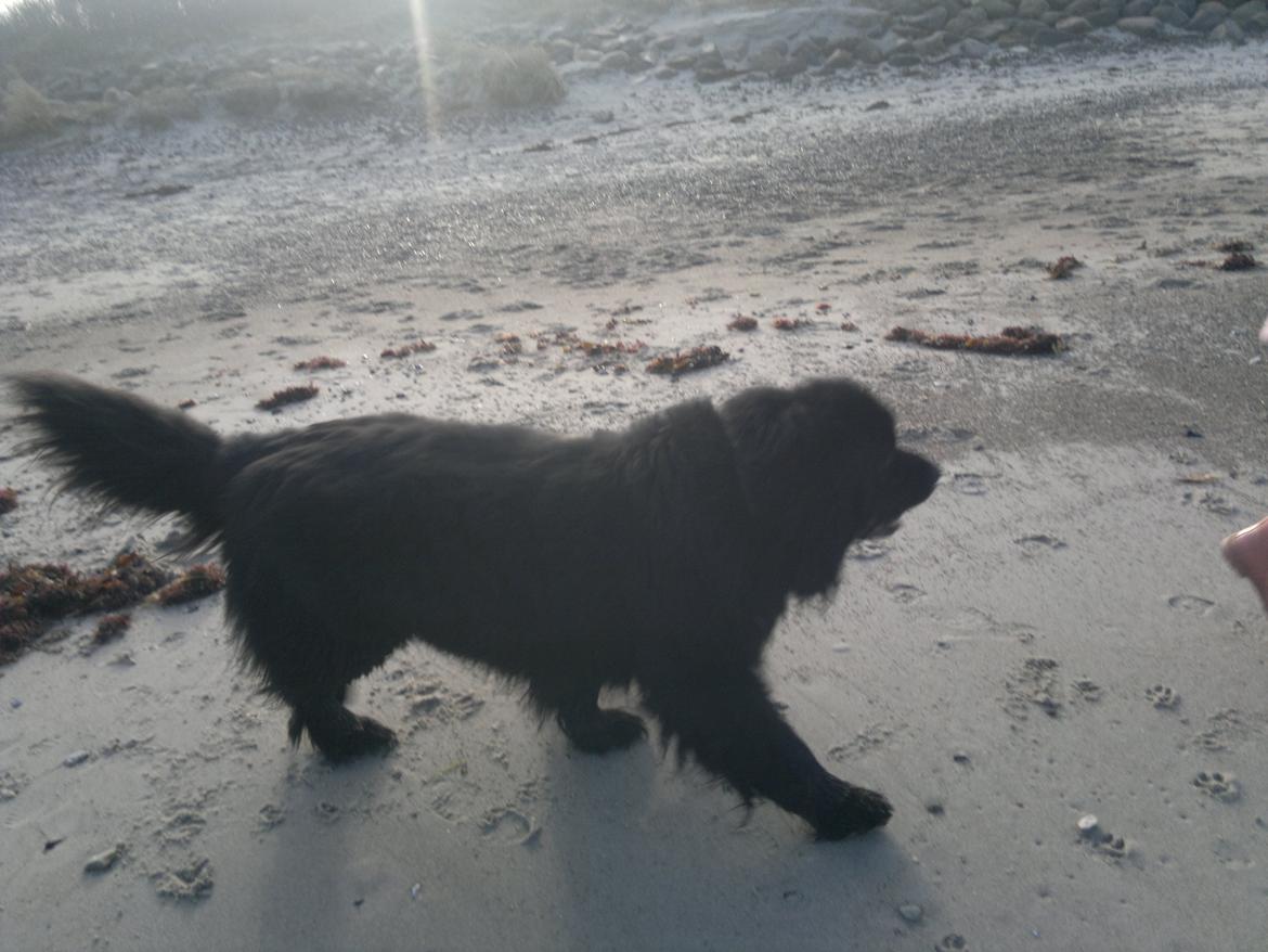 Newfoundlænder romeo billede 4