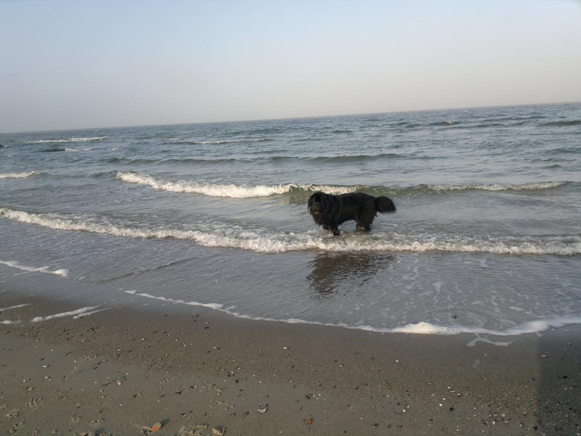 Newfoundlænder romeo billede 5