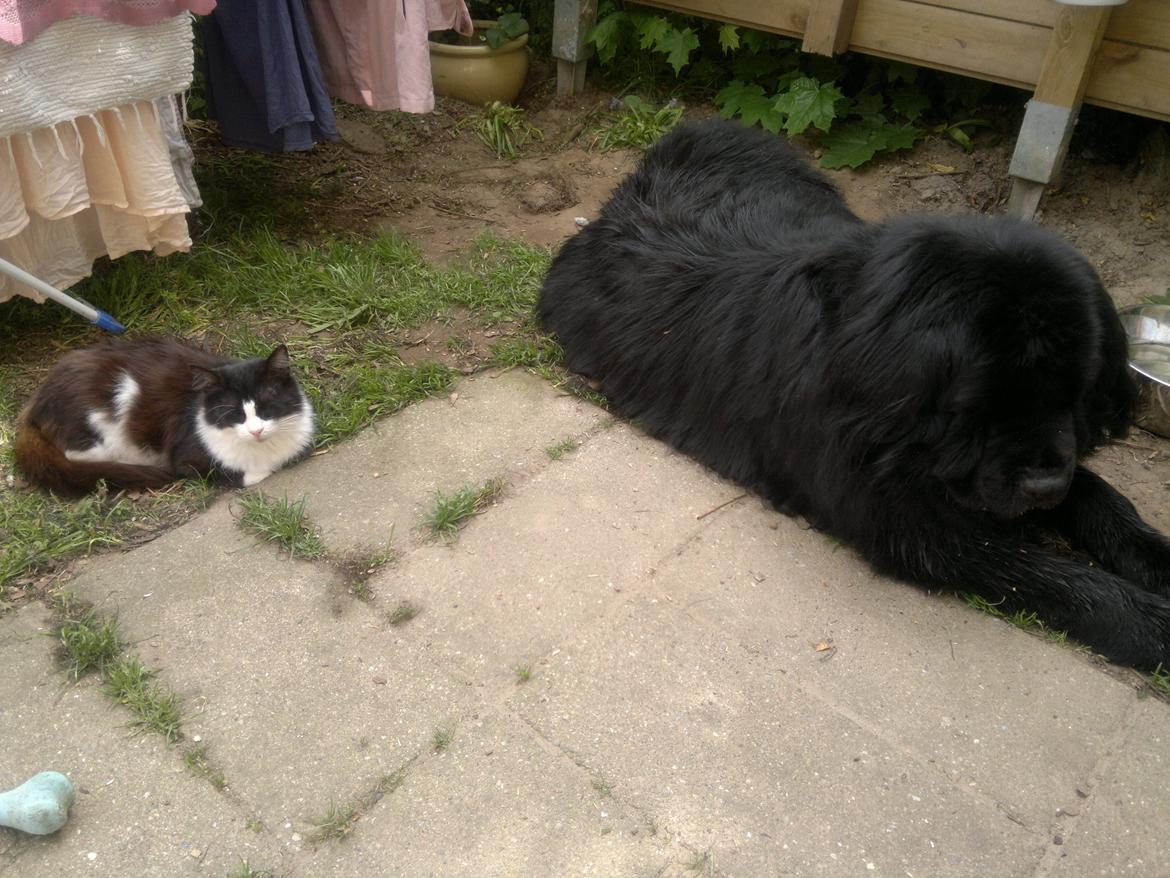 Newfoundlænder romeo billede 6