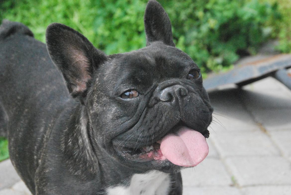 Fransk bulldog Berta <3 - damp :* - Så fine former hun har fået :-)
- 20 måneder 03.07.12 billede 17