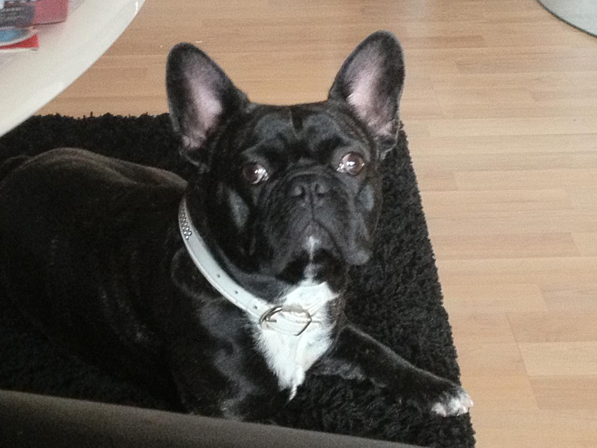 Fransk bulldog Berta <3 - damp :* - smukke :* <3
- 17 måneder 10.03.12 billede 16