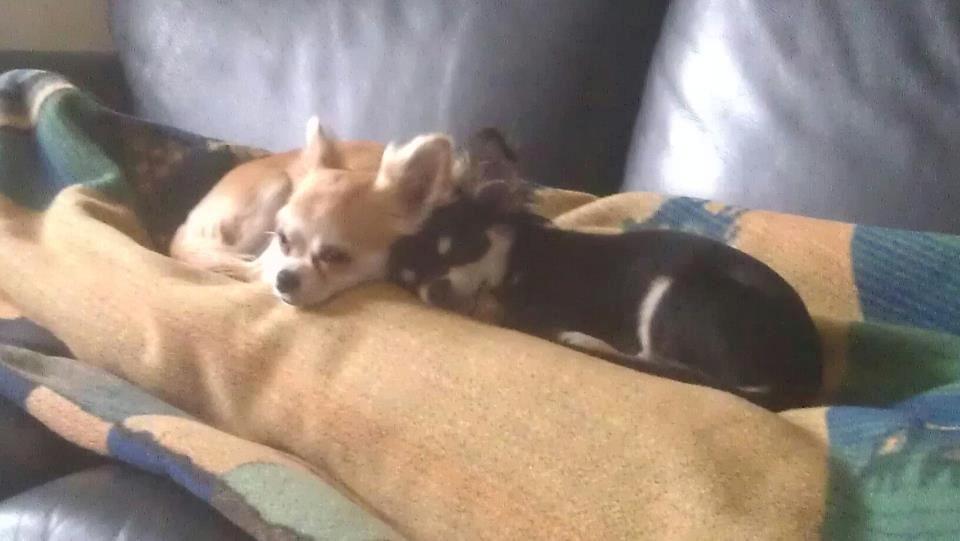 Chihuahua Bianca billede 9