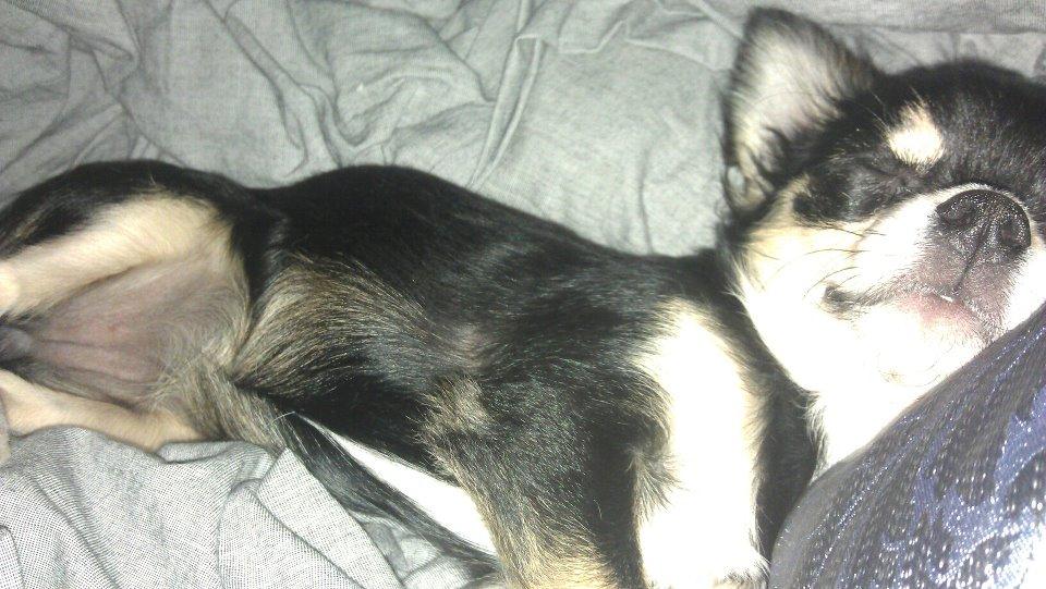 Chihuahua Bianca billede 10