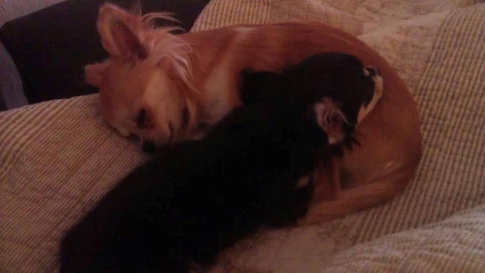 Chihuahua Bianca billede 11