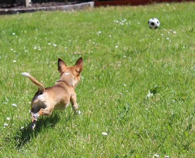 Chihuahua Turbo billede 2