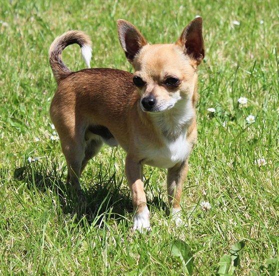 Chihuahua Turbo billede 3