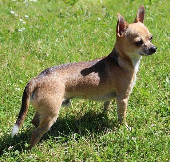 Chihuahua Turbo billede 4