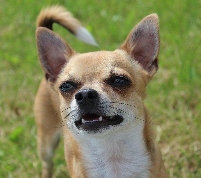 Chihuahua Turbo billede 5