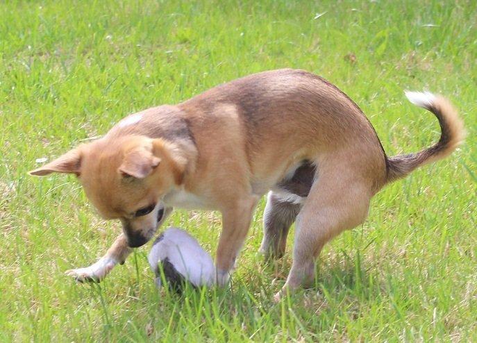 Chihuahua Turbo billede 6