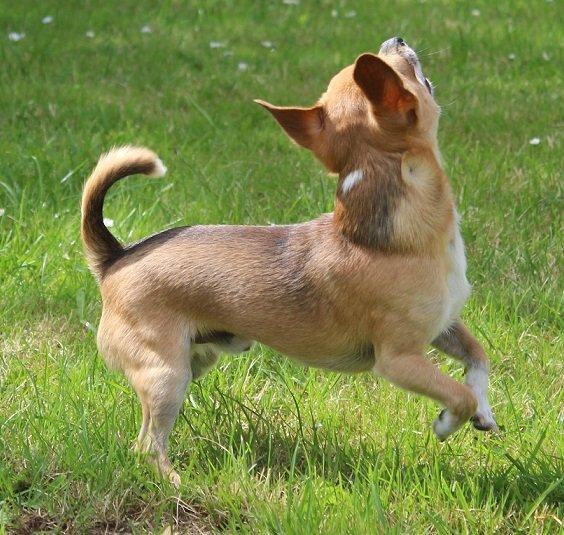 Chihuahua Turbo billede 7