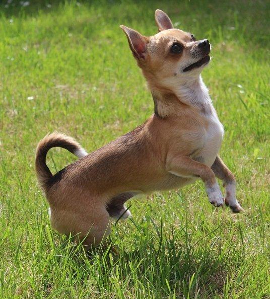 Chihuahua Turbo billede 8