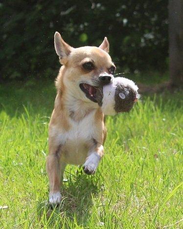 Chihuahua Turbo billede 9