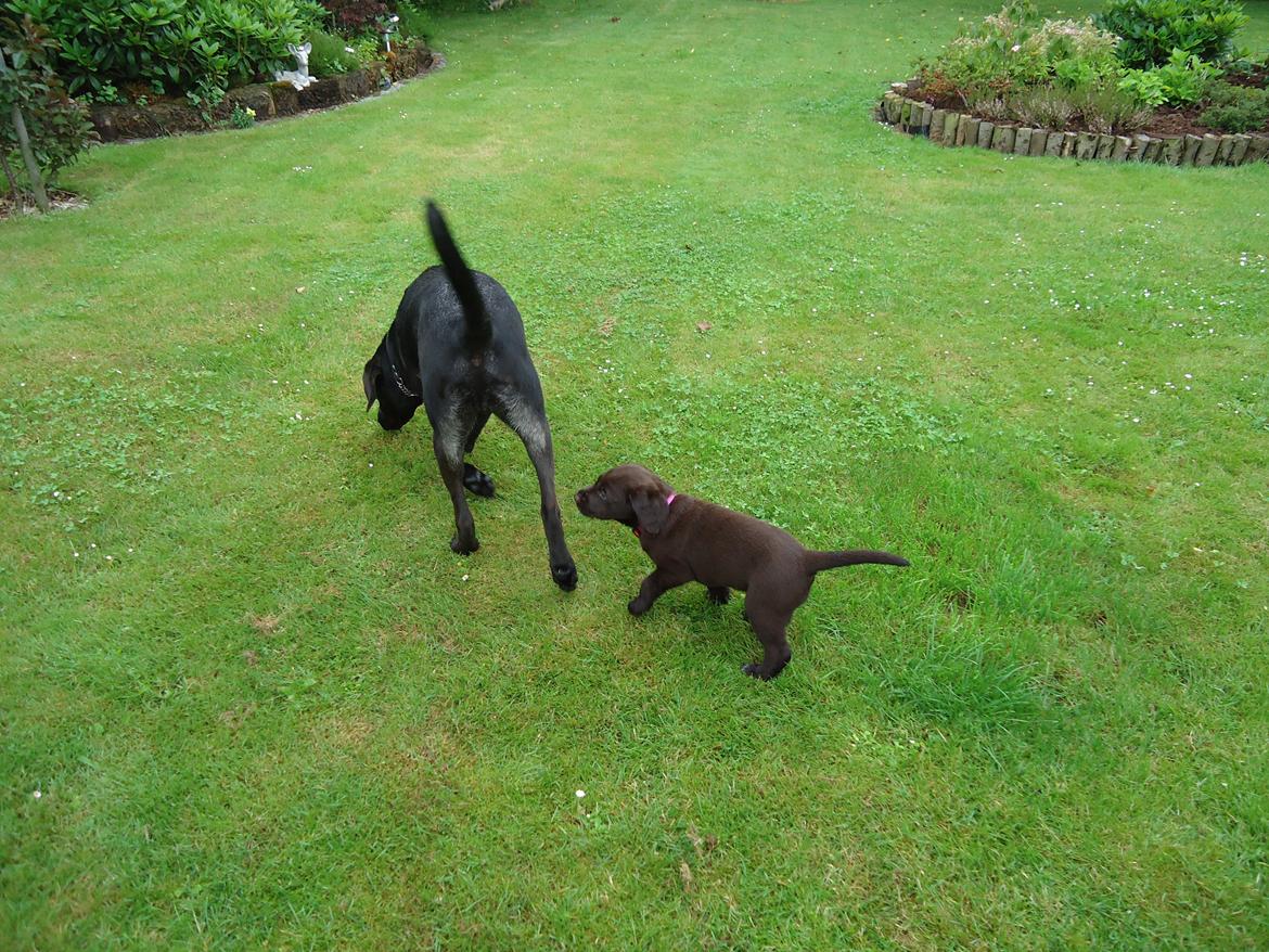 Blanding af racer Grynte billede 8