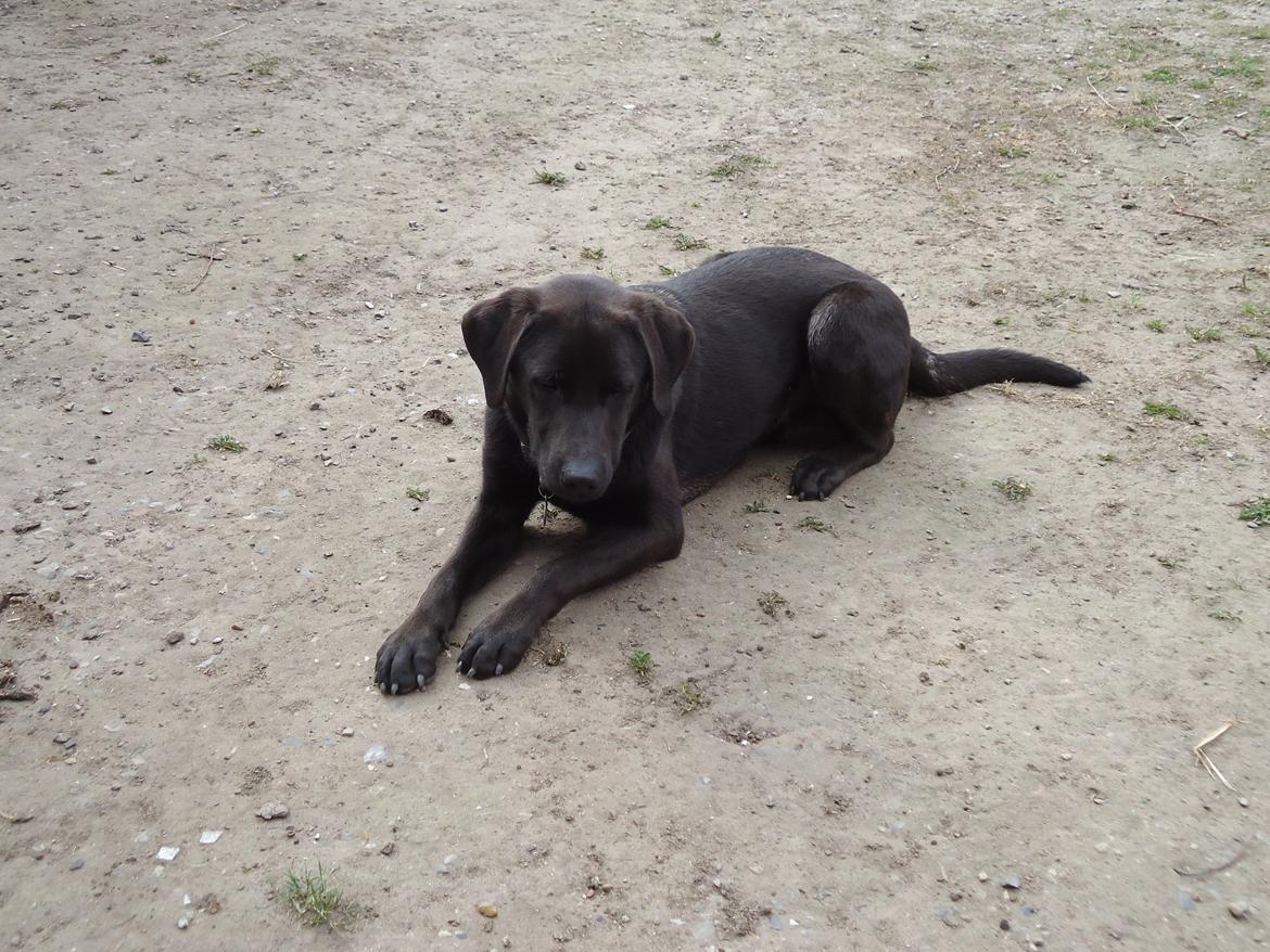 Blanding af racer Grynte billede 6