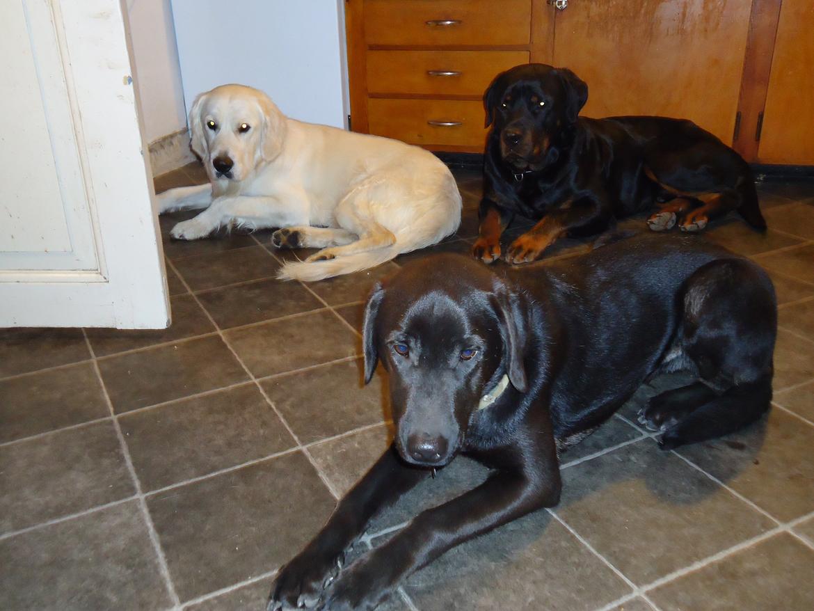 Blanding af racer Grynte billede 7