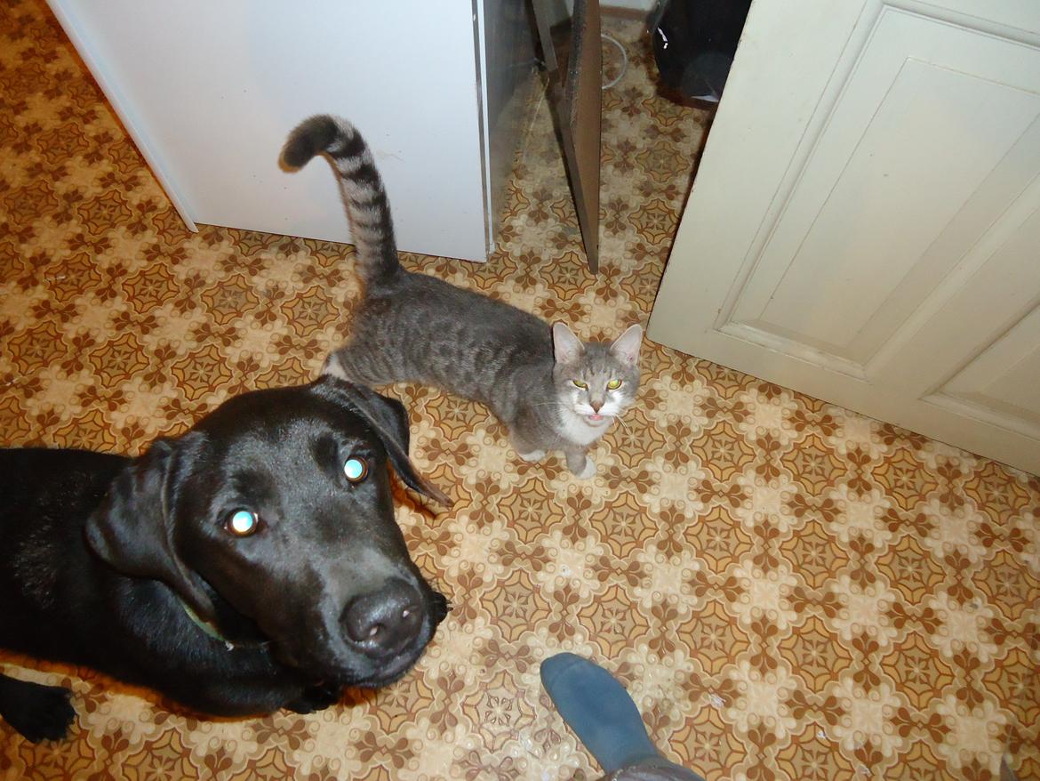 Blanding af racer Grynte billede 5