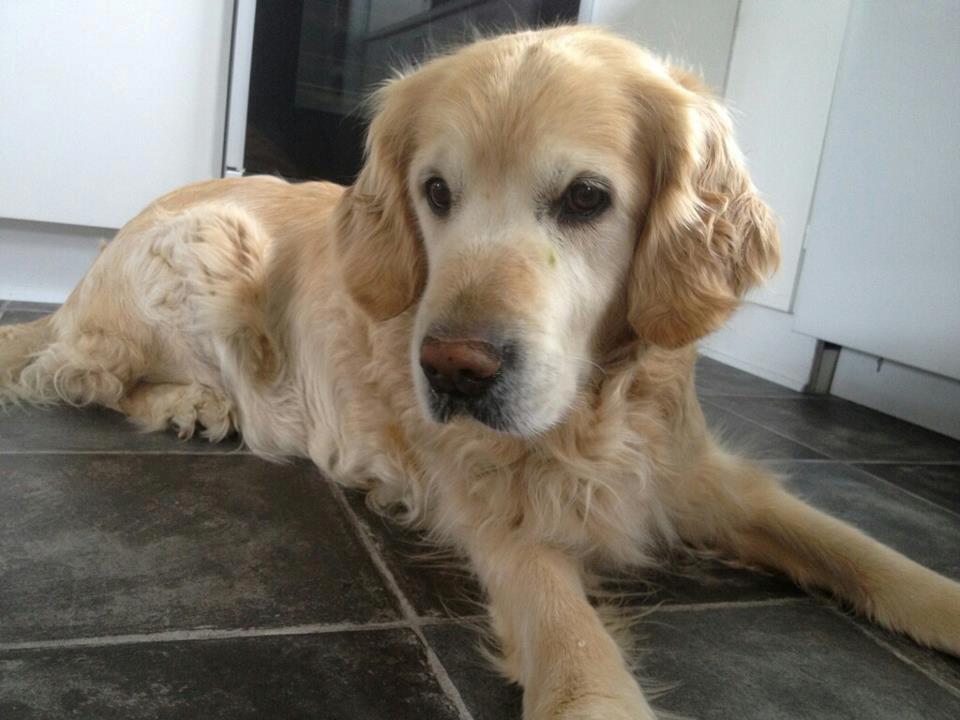 Golden retriever Peka's Sasha billede 1