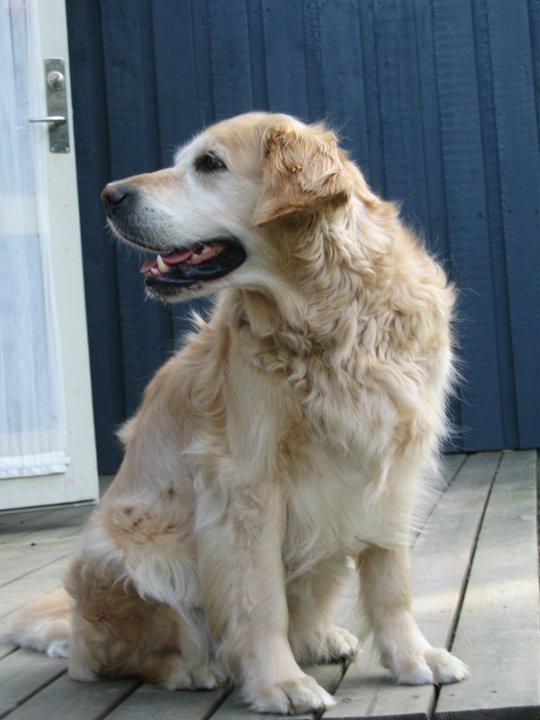 Golden retriever Peka's Sasha billede 2