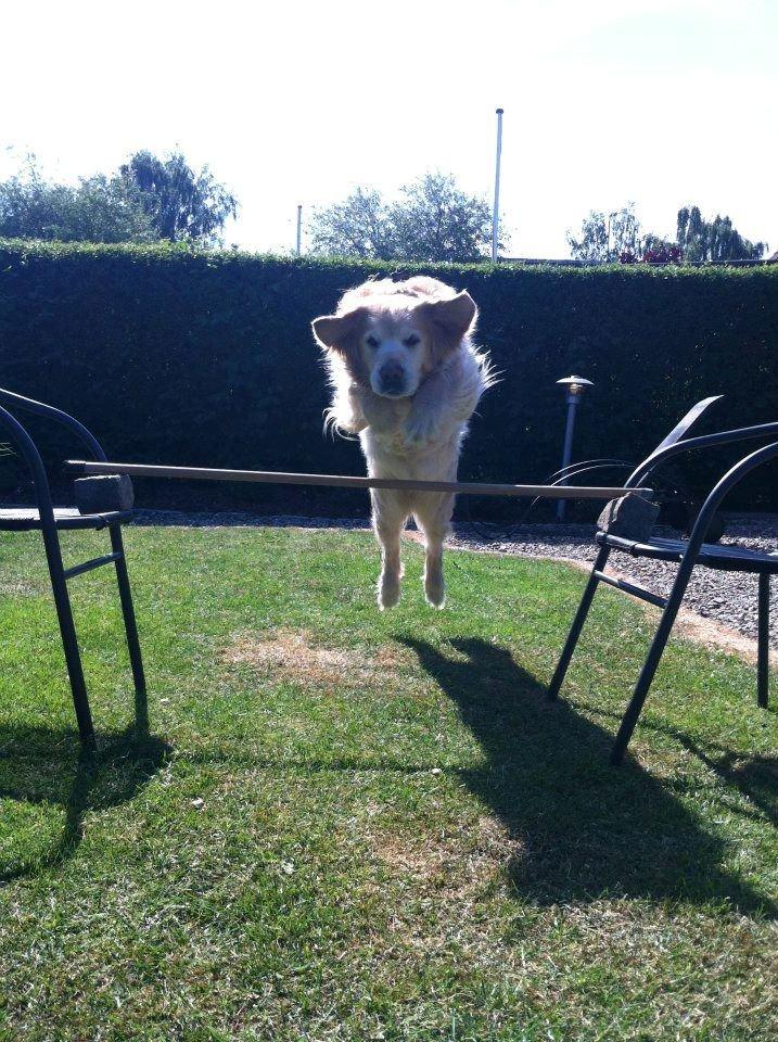 Golden retriever Peka's Sasha billede 3