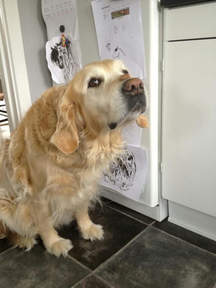 Golden retriever Peka's Sasha billede 4