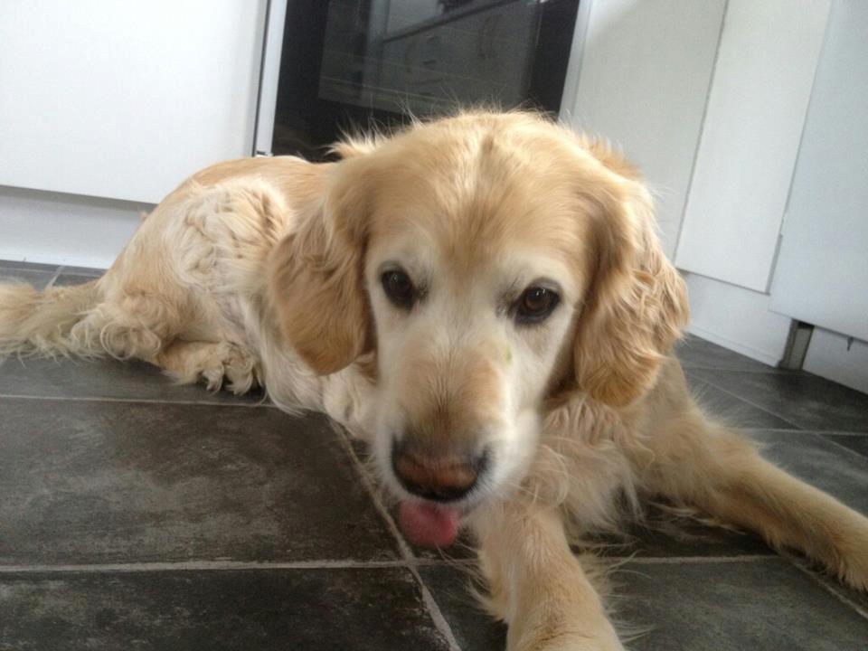 Golden retriever Peka's Sasha billede 5