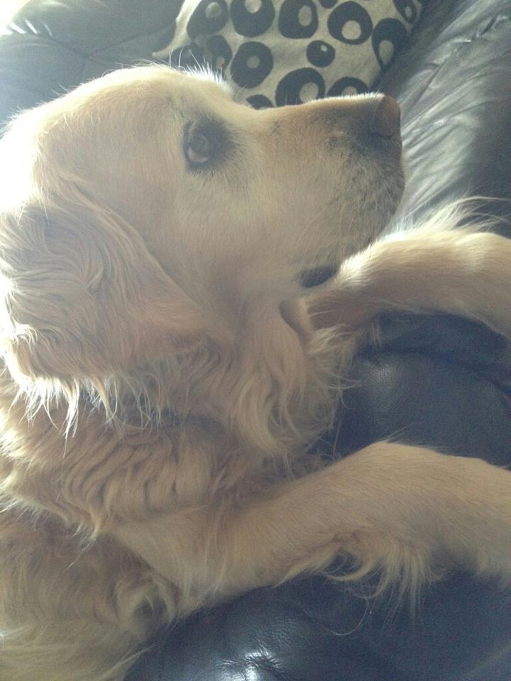 Golden retriever Peka's Sasha billede 6