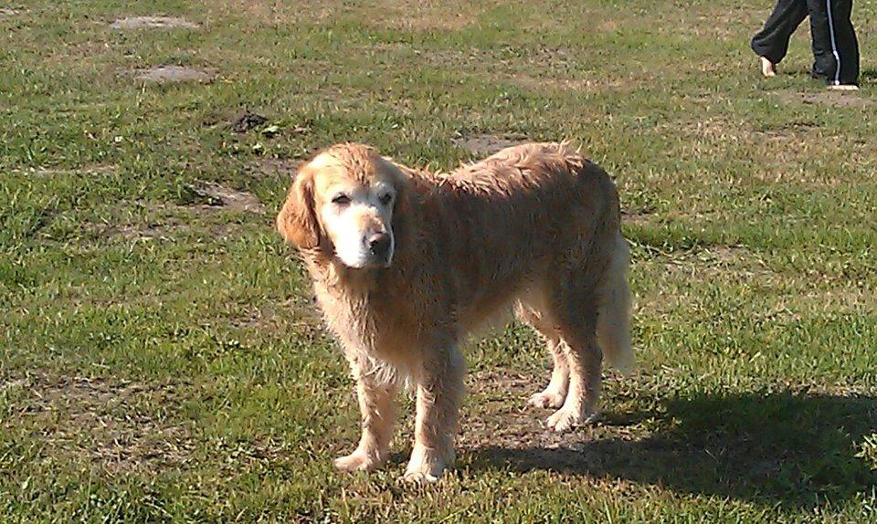Golden retriever Peka's Sasha billede 7