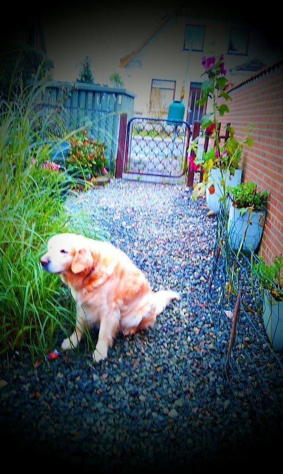 Golden retriever Peka's Sasha billede 8