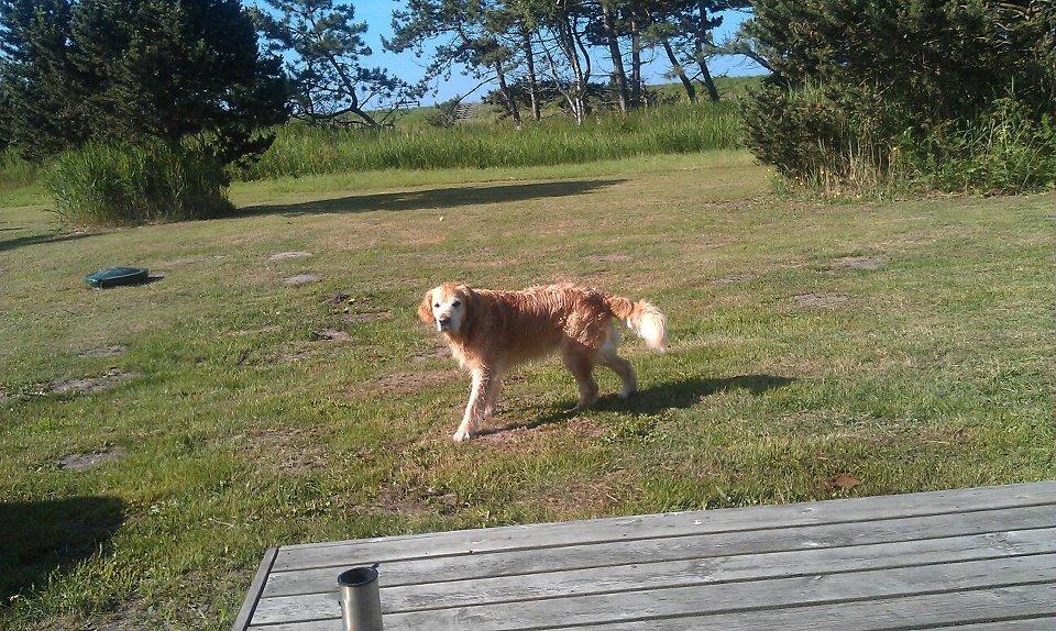 Golden retriever Peka's Sasha billede 9