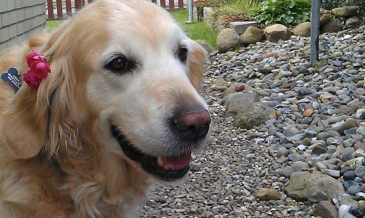 Golden retriever Peka's Sasha billede 11