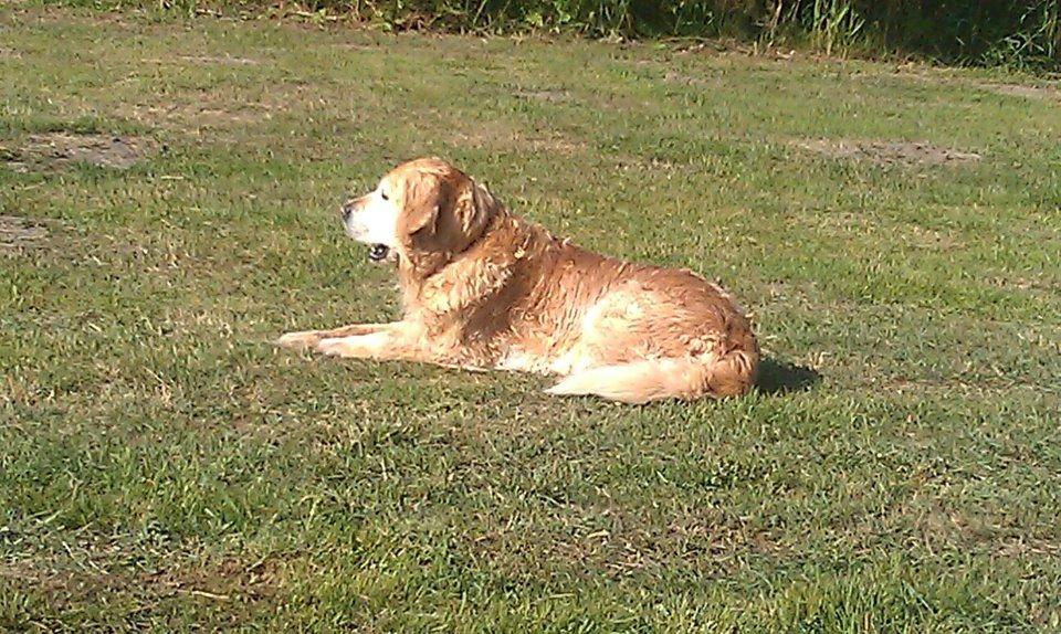 Golden retriever Peka's Sasha billede 12