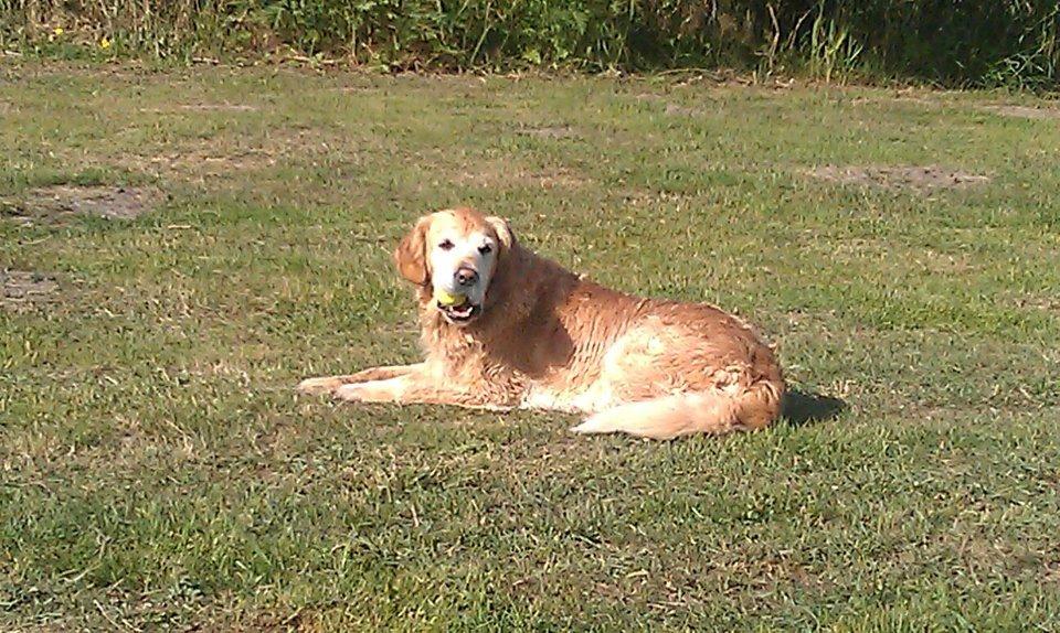 Golden retriever Peka's Sasha billede 13