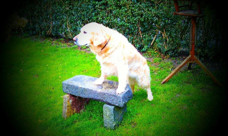 Golden retriever Peka's Sasha billede 14