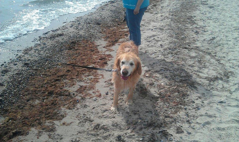 Golden retriever Peka's Sasha billede 15