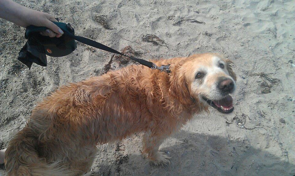 Golden retriever Peka's Sasha billede 16