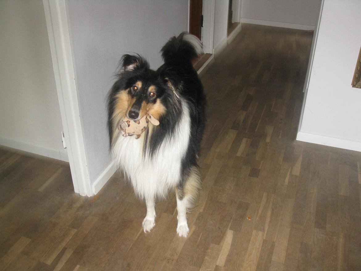 Collie langhåret Charlie billede 1