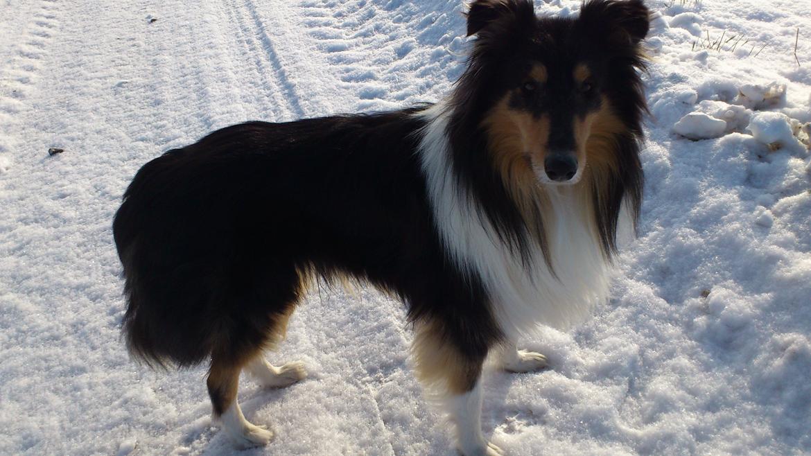 Collie langhåret Charlie billede 2