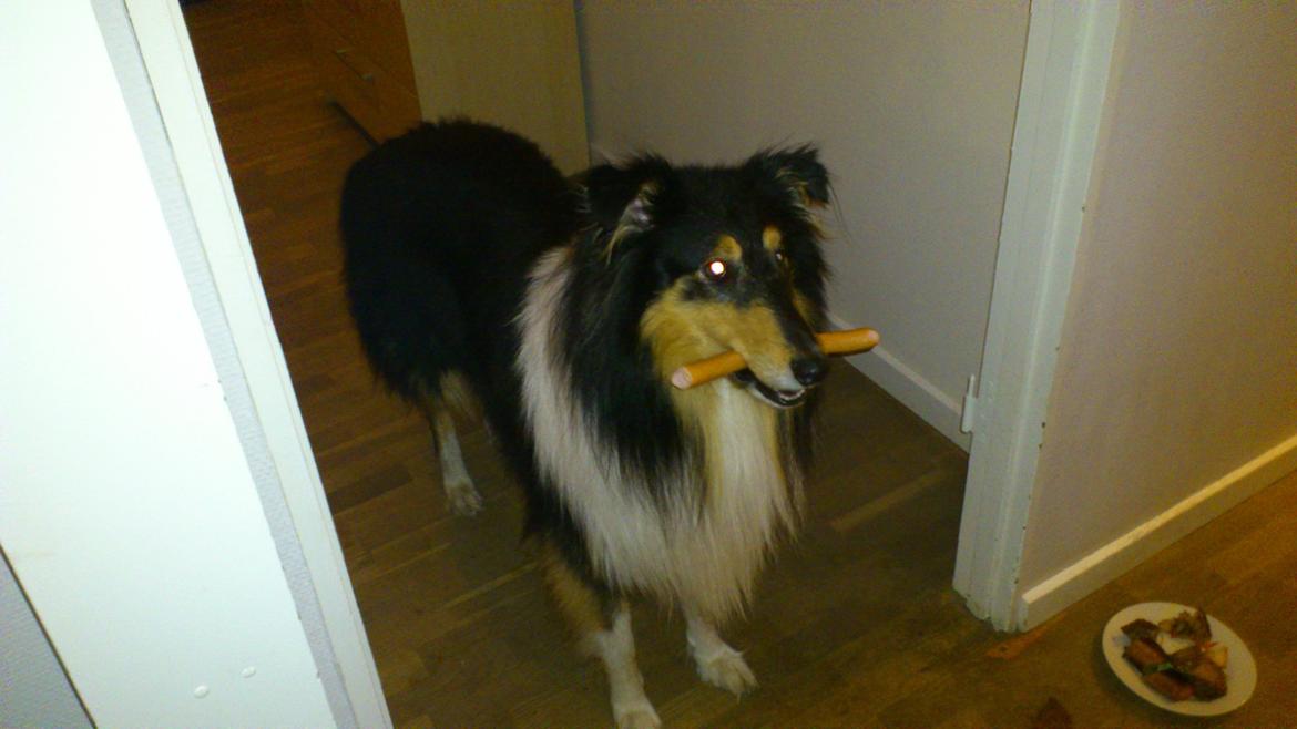 Collie langhåret Charlie billede 3